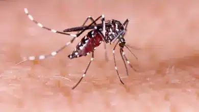 Mosquito Sucking Blood What Eats a Mosquito