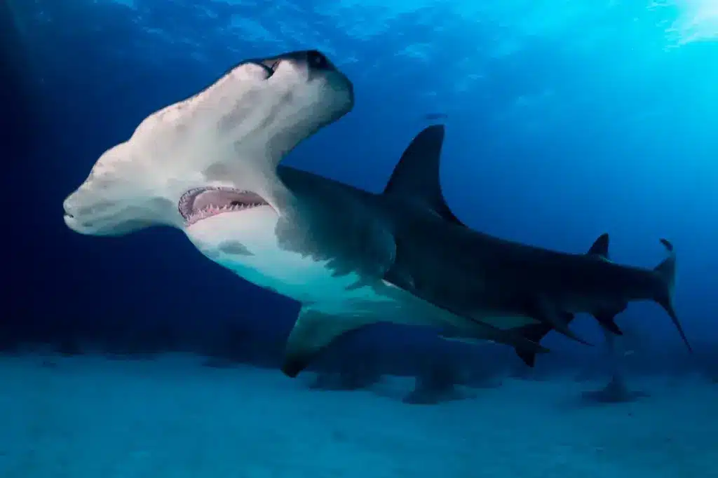 Hammerhead Shark Underwater What Eats a Shark?