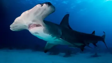 Hammerhead Shark Underwater What Eats a Shark?