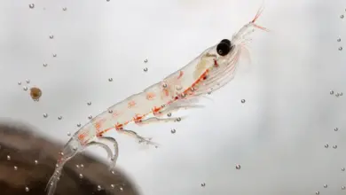 What Fish Eat Krill