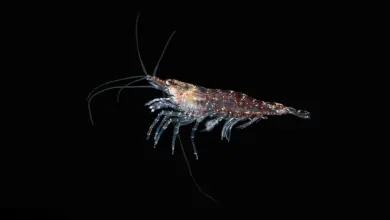 What Fish Eat Krill What Do Krill Or Red Shrimp Eat