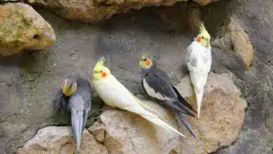 Cockatiels Perched On a Stone What Human Foods Can Cockatiels Eat?