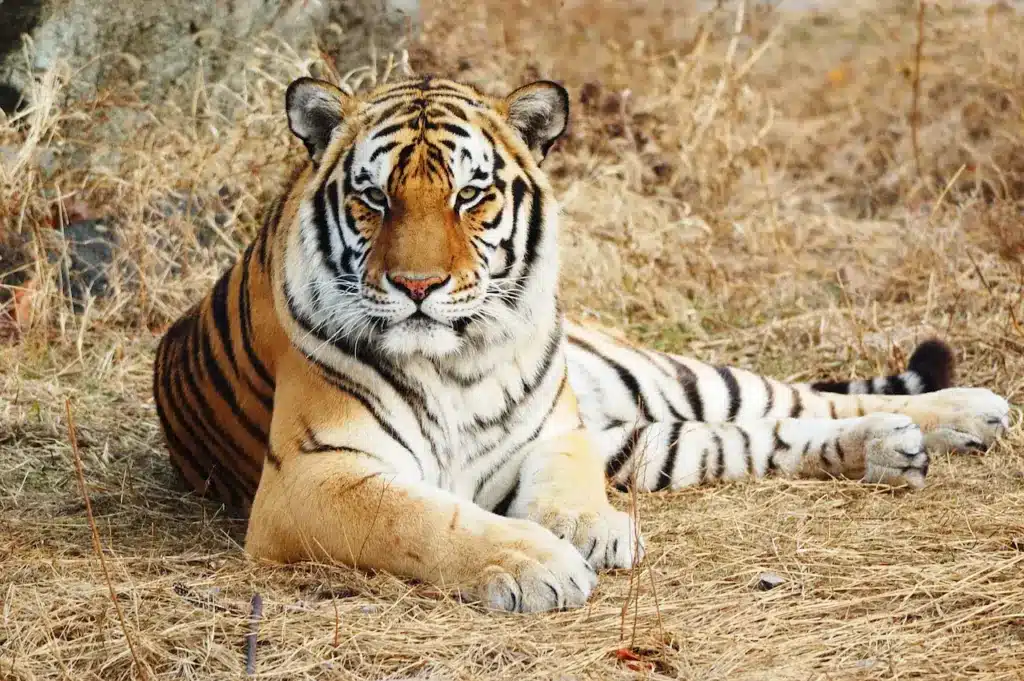 Tiger Resting on the Ground. What Is A Carnivore