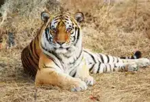 Tiger Resting on the Ground. What Is A Carnivore