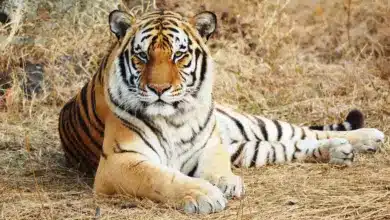 Tiger Resting on the Ground. What Is A Carnivore