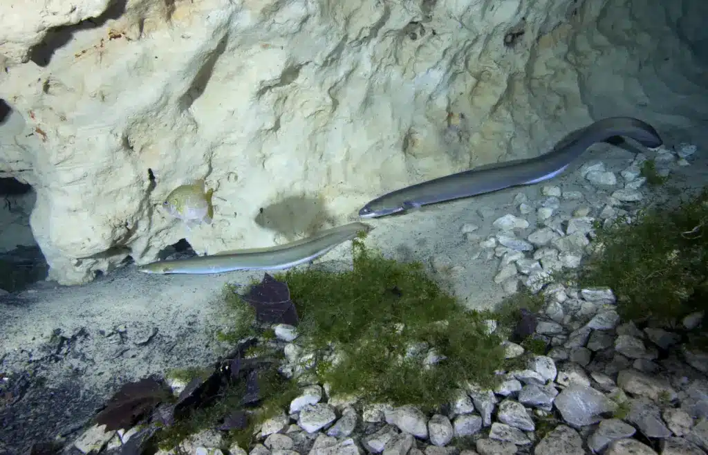 What Is A Catadromous Fish American Eel