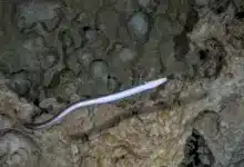 What Is A Catadromous Fish American Eel Underneath