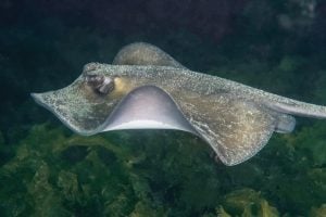 What Is A Elasmobranch And What Subclass Are They Stingray
