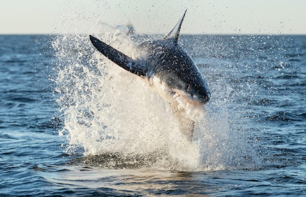 What Is A Elasmobranch Great White Shark Breaching