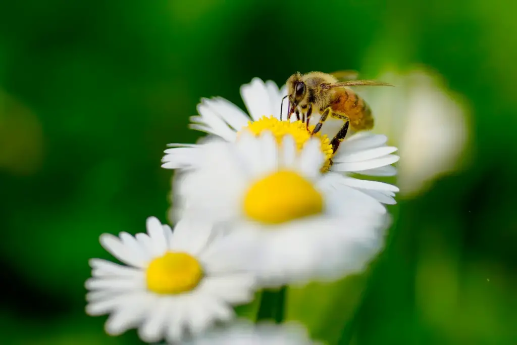 Honeybee Perched On White Daisy Flower What Is Acetylcholine