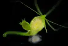 What Is Asexual Reproduction In Hydra