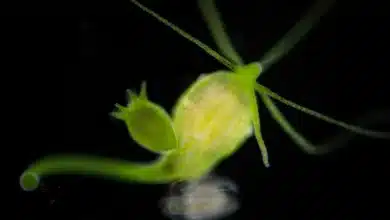 What Is Asexual Reproduction In Hydra