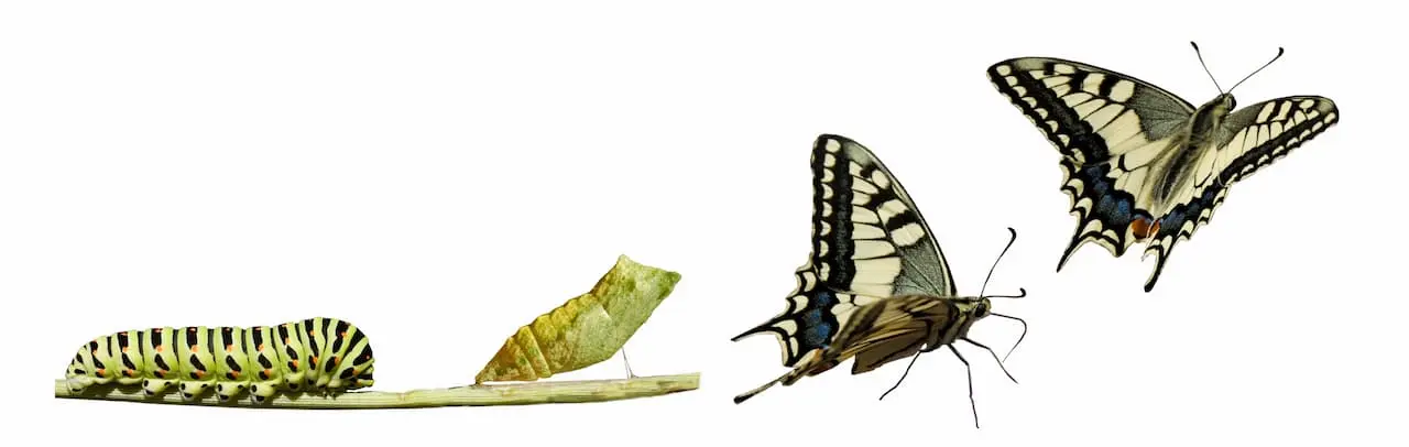 What Is Metamorphosis Swallowtail Metamorphosis