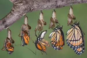 What Is Metamorphosis Viceroy Butterfly Emerging