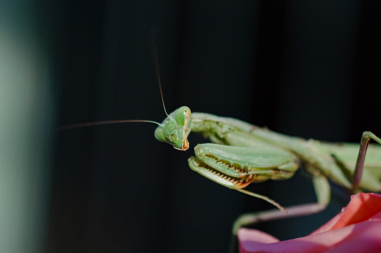 What Stages Do Insects Have That Mammals Don’t Praying Mantis