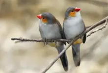 What Time Do Birds Wake Up