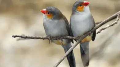 What Time Do Birds Wake Up