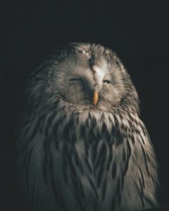 What Time Do Birds Wake Up Owl Sleeping