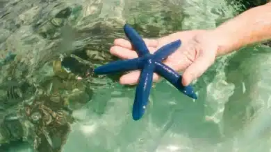 What eats starfish Person Holding Starfish