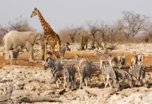 What is a Herbivore?