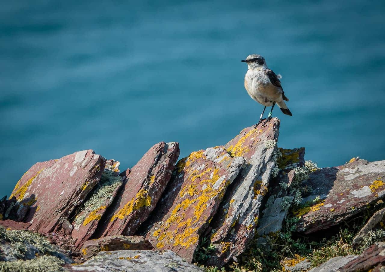 Bird On A Rock