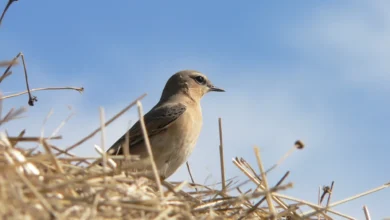 Wheatears