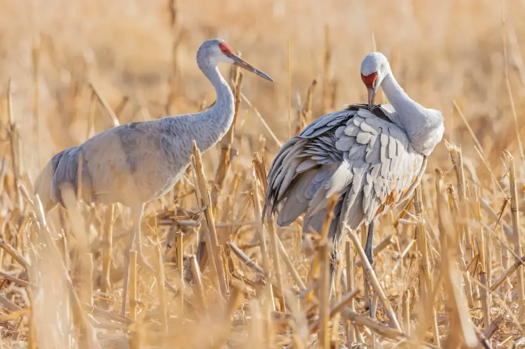 The When Do Sandhill Cranes Lay Eggs