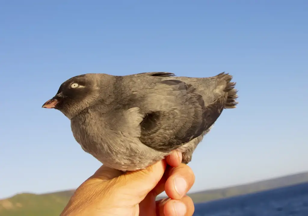 Whiskered Auklets in the Hands