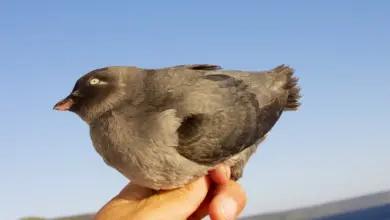 Whiskered Auklets in the Hands