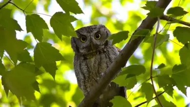 The Whiskered Screech Owl Perched Into The Woods