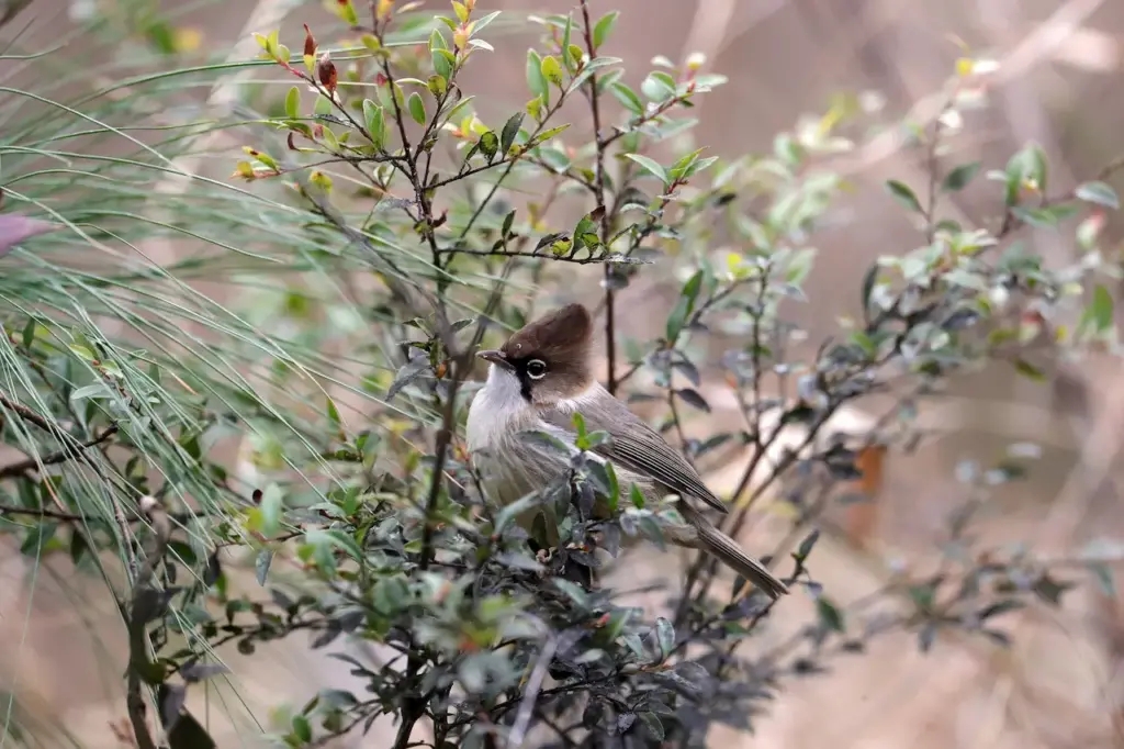 Whiskered White-eyes Yuhina Sitting On The Top Of The Leaves