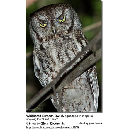 Whiskered Screech Owl (Megascops trichopsis) - showing the 