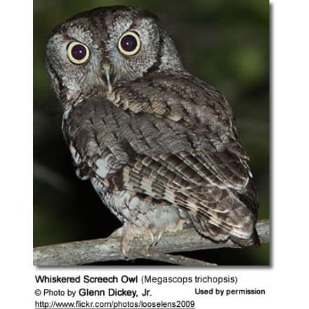 Whiskered Screech Owl (Megascops trichopsis)
