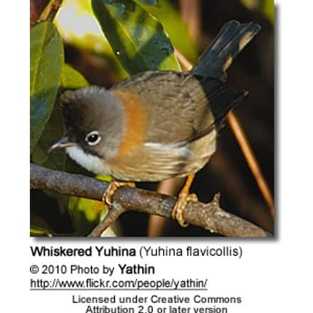 Whiskered Yuhina (Yuhina flavicollis)