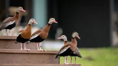 A Group of Whistling Ducks on the Stairs