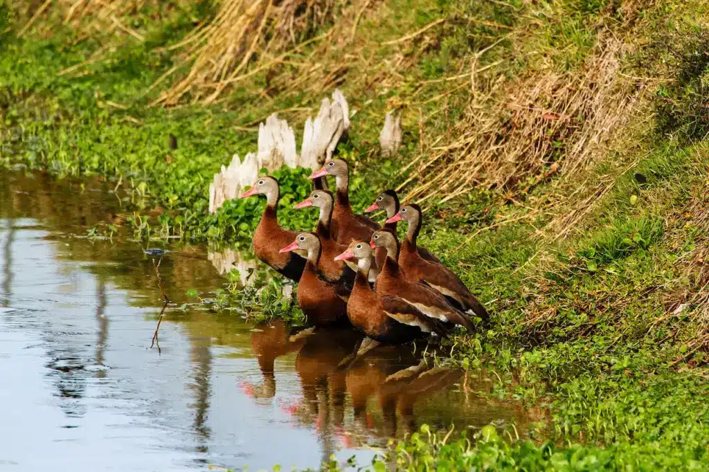 Whistling Ducks in the Lake 