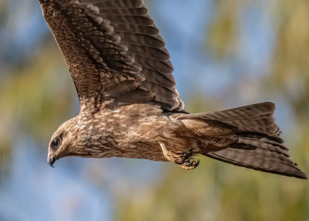 The Whistling Kites Flying