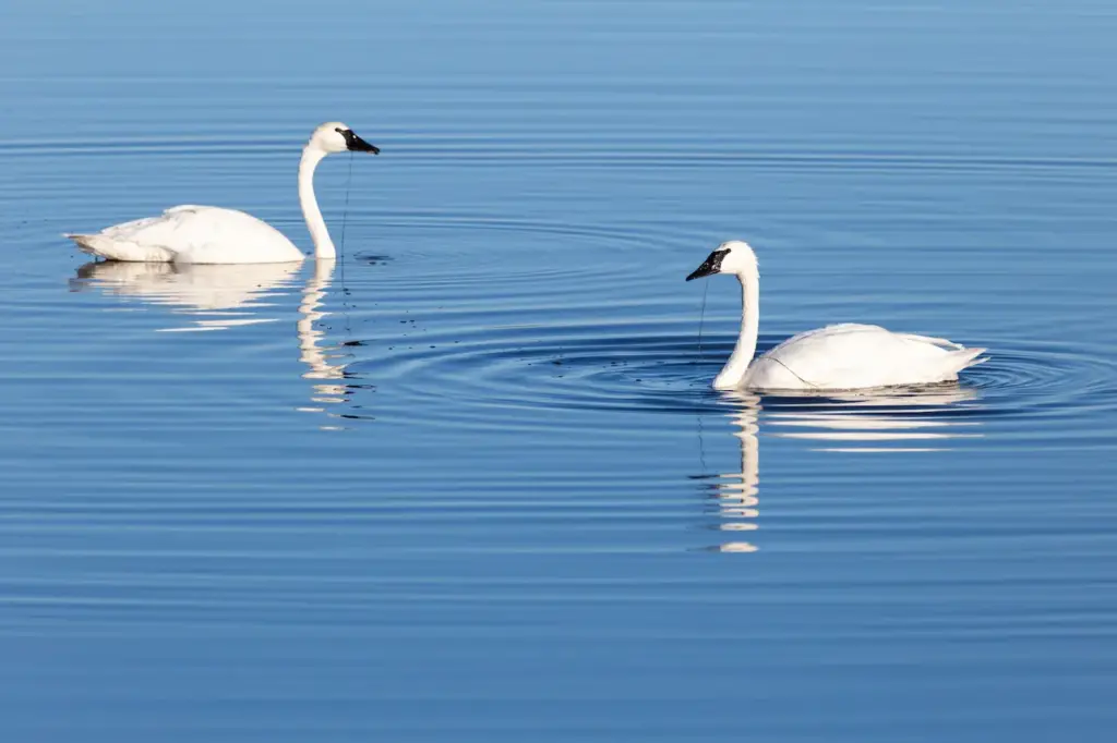 Pair of Whistling Swans on the Water