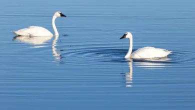 Pair of Whistling Swans on the Water