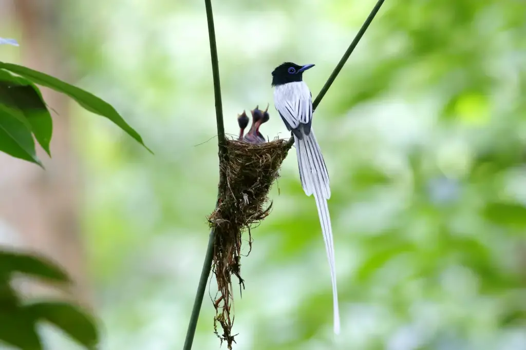 A White Asian Paradise Flycatchers Visits Its Hatchlings