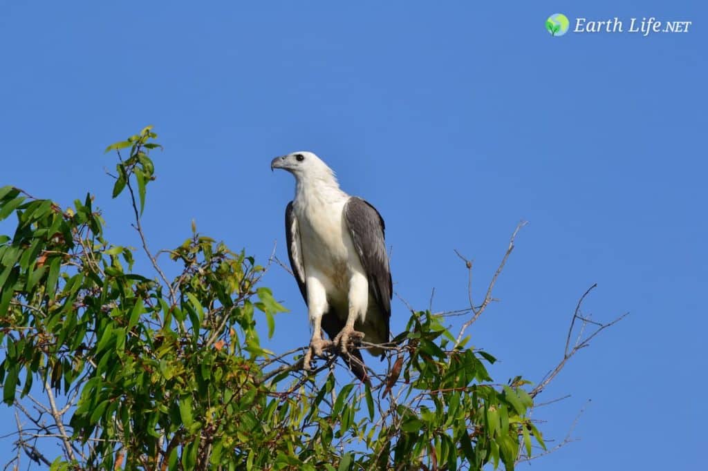 White Bellied Sea Eagle