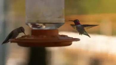 White Black-chinned Hummingbirds Drinking Water