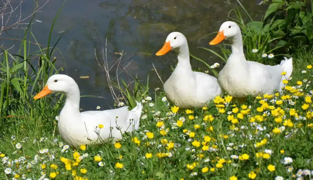 White Campbell Ducks