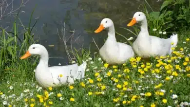 White Campbell Ducks