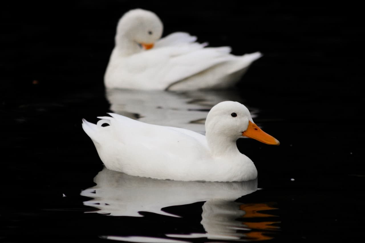 Two White Campbell Ducks Floating on the Water