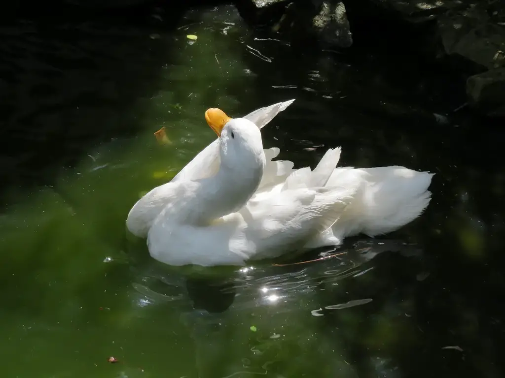 White Campbell Ducks Bathing 