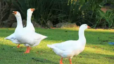 Three White Geese on the Ground