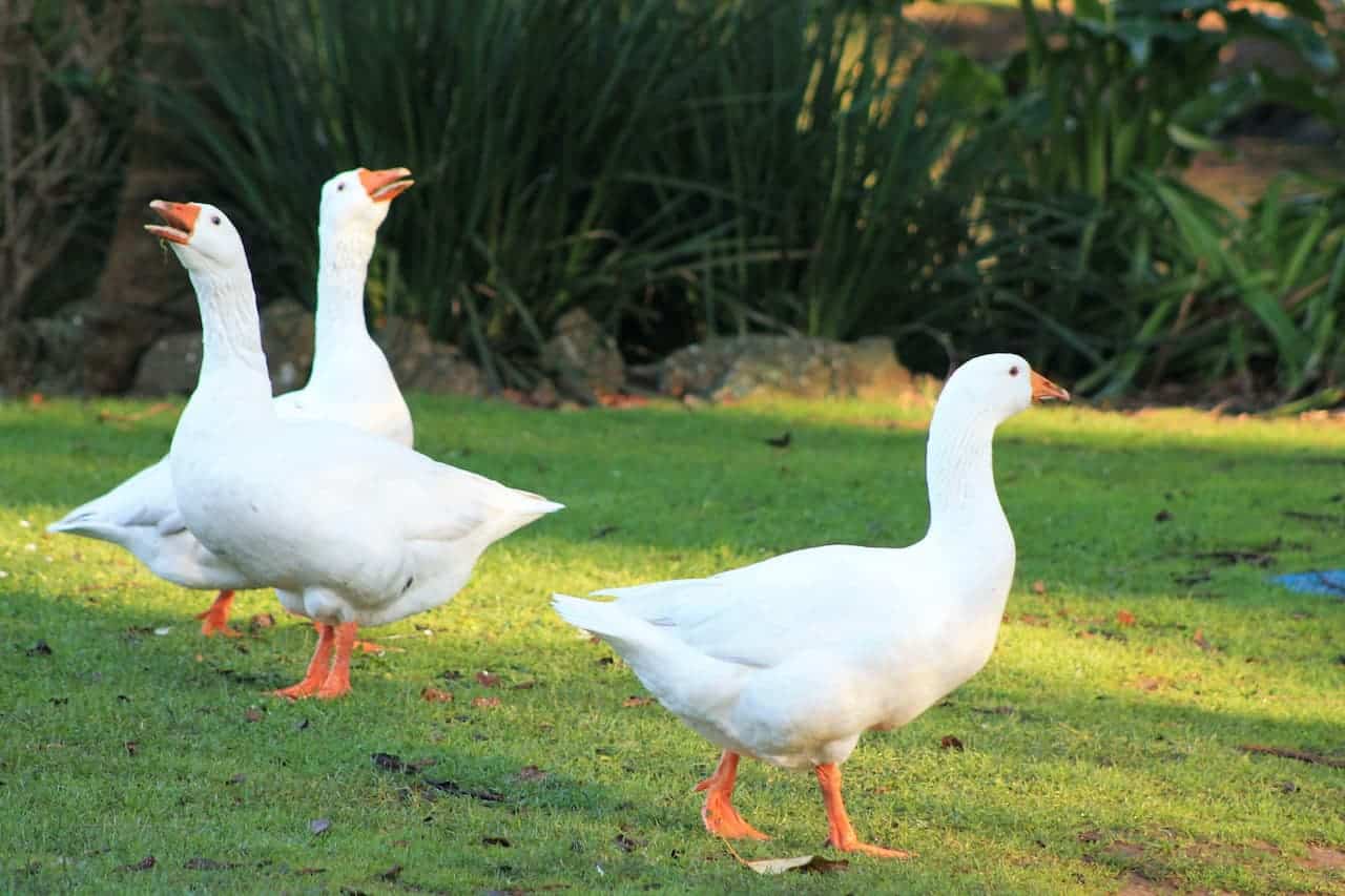 The Three White Geese On A Grassy Area