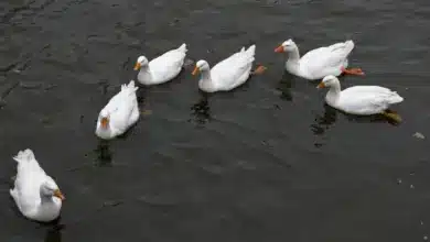 Group of White Geese Photos