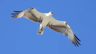 A Flying White Hawk